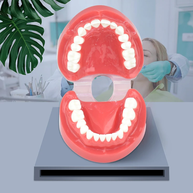 Стоматологическая Стандартная модель зубов Учебная Демонстрационная модель зуба Typodont Стоматологи Стоматологическая клиника 7004